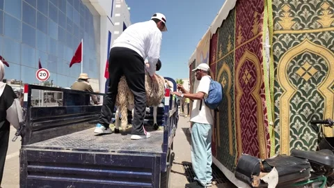 Traditional Market Activity and Eid al-Adha Sheep Trade in Morocco May 27,2026 Stock Footage 337541140