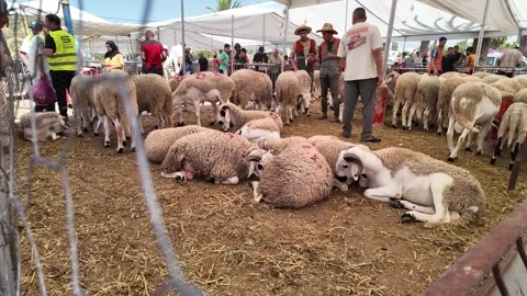 Traditional Market Activity and Eid al-Adha Sheep Trade in Morocco May 27,2026 Stock Footage 337541157