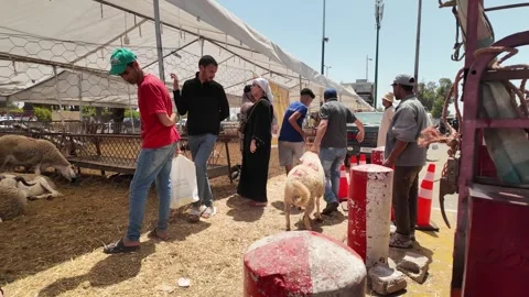 Traditional Market Activity and Eid al-Adha Sheep Trade in Morocco May 27,2026 Stock Footage 337541185