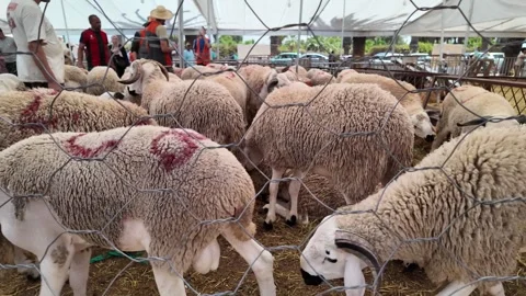 Traditional Market Activity and Eid al-Adha Sheep Trade in Morocco May 27,2026 Stock Footage 337541363