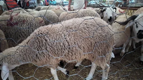 Traditional Market Activity and Eid al-Adha Sheep Trade in Morocco May 27,2026 Stock Footage 337541408