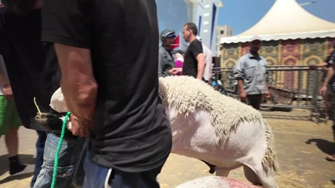 Traditional Market Activity and Eid al-Adha Sheep Trade in Morocco May 27,2026 Stock Footage 337541420