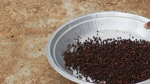 Traditional method of cleaning the dry black pepper corns Stock Footage 335227648
