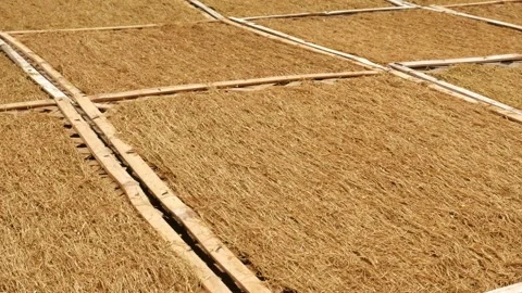A traditional method for drying chopped tobacco leaves. Video stock 291856833