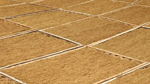 A traditional method for drying chopped tobacco leaves. Stock Footage 291857085