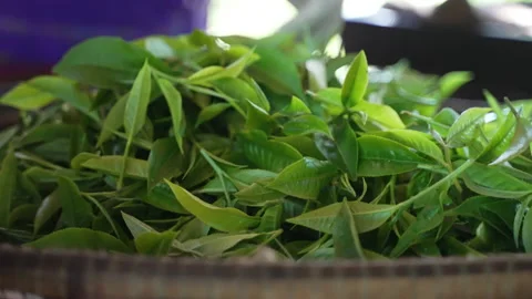 Traditional method of drying tea leaves Stock Footage 169981437