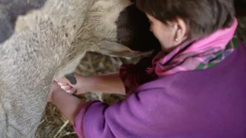 The traditional method of milking cows. Stock Footage 196614813