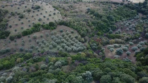Traditional olive grove in valley below mountain with Mediterranean forest Stock Footage 344096689