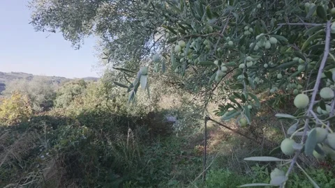 Traditional Olive Harvest With Full Trees and Sacks Ready for Transport Stock Footage 344094570