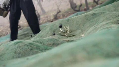 Traditional olive harvest with man using machine and olives dropping in slow mot 库存影片 72301740