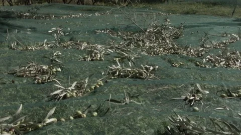 Traditional Olive Harvest in the net Stock Footage