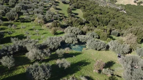Traditional olive harvest with nets in ancient mountain grove Stock Footage 343993952