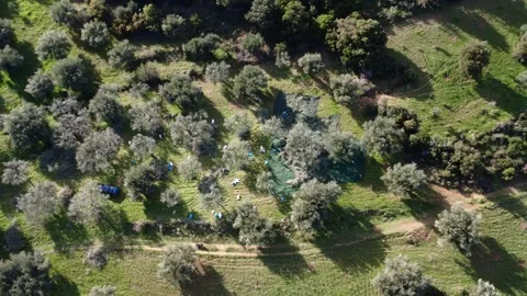 Traditional olive harvest with nets in ancient Mediterranean grove Stock Footage 343996762
