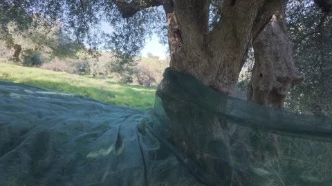 Traditional olive picking setup around centuries old tree in bright field Stock Footage 328078050