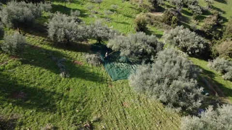 Traditional olive picking with vibrating tool and green nets Stock Footage 343998000