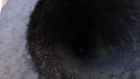Traditional Omani fortress, general plan and details, guns and a flag. Stock Footage 113012753