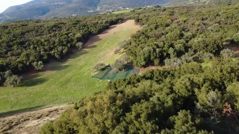 Traditional organic olive picking across sunny Mediterranean landscape Stock Footage 344096904
