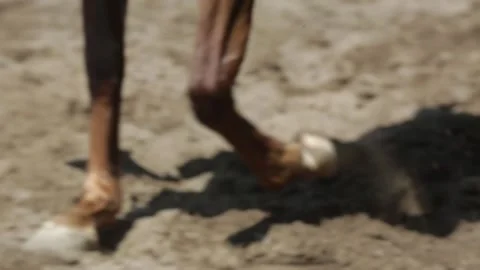 Traditional Peruvian dance, Peruvian man on a horse, a woman in a white dress Vídeo Stock 236938791