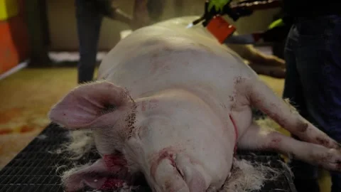 Traditional pig slaughter process. Stock Footage 301557495