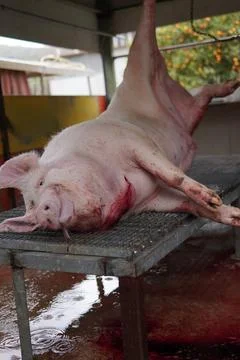 Traditional pig slaughter process. 스톡 사진