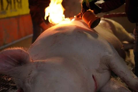 Traditional pig slaughter process. 스톡 사진