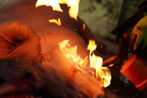 Traditional pig slaughter process. 스톡 사진