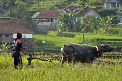 Traditional plowing Stock Photos
