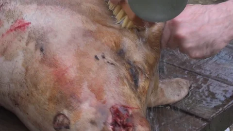 Traditional pork slaughter in Spanish custom. Stock Footage 123721973