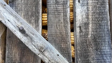 Traditional Portuguese Espigueiro granary with dried corn behind wooden slats Stockbeeldmateriaal 332368876
