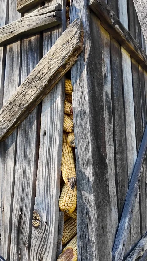 Traditional Portuguese Espigueiro granary with dried corn behind wooden slats Stockbeeldmateriaal 332368878