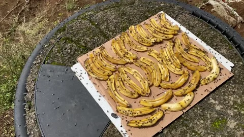 The traditional process of drying and sun-drying bananas in Indonesia Stock Footage 297772077