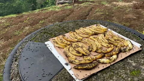 The traditional process of drying and sun-drying bananas in Indonesia Stock Footage 297772078