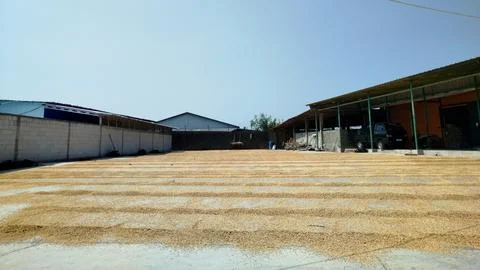 The traditional process of drying rice in the sun. Stock Photos