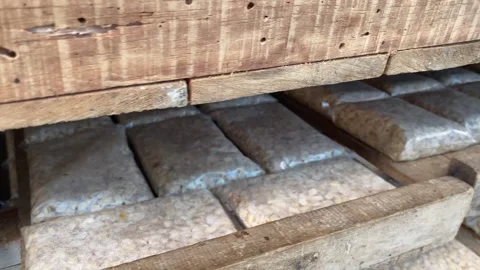 The traditional process of making tempe Видео 346837727