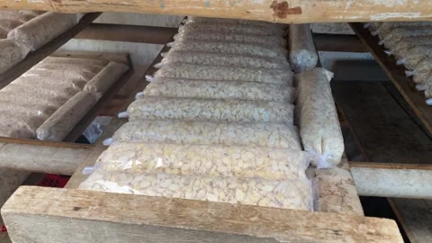 The traditional process of making tempe 動画素材 346837729