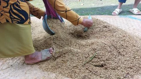 The traditional process of measuring or calculating grain yields Stock Photos
