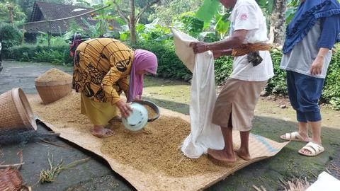 The traditional process of measuring or calculating grain yields Foto stock