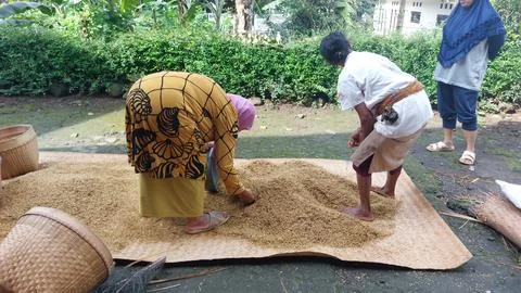 The traditional process of measuring or calculating grain yields Stock Photos