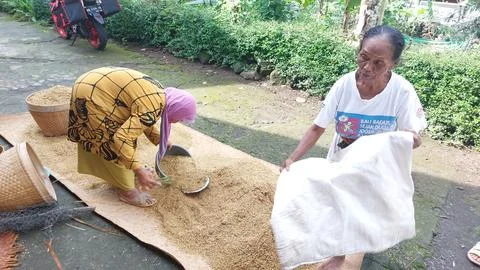 The traditional process of measuring or calculating grain yields 写真素材