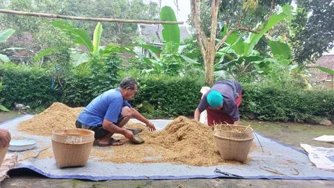 The traditional process of measuring or calculating grain yields Stock Photos