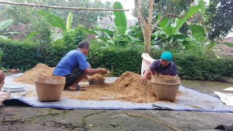 The traditional process of measuring or calculating grain yields Foto stock