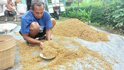 The traditional process of measuring or calculating grain yields Stock Photos