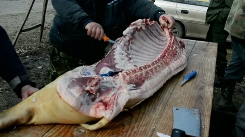 Traditional processing of pig meat in the open air in Serbia. Stock Footage 73836598