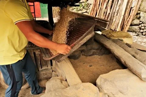 Traditional processing of rice by hand, after threshing the rice kernels, gra Foto stock