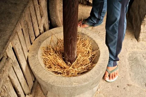 Traditional processing of rice by hand, threshing in a stone jar with a big.. Stock Photos