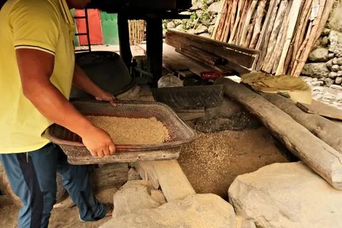 Traditional processing of rice by hand, winnowing, seperating the rice kernel Stock Photos