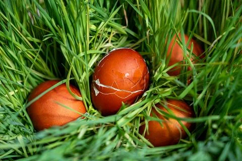 Traditional red Easter eggs with cracked shells in fresh green grass. Stock Photos