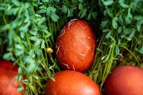 Traditional red Easter eggs with cracked shells in fresh green grass. Photos