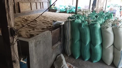 Traditional Rice Dryer Oven Processing And Wet Paddy Heap Waiting For Drying Stock Footage 345502201
