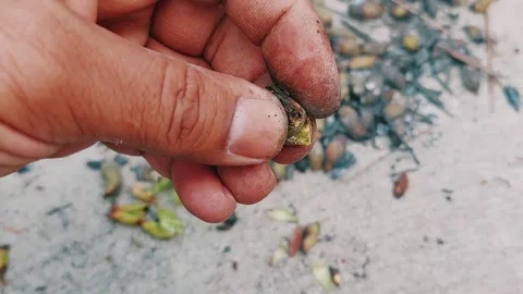 Traditional Roasted Green Chickpeas Rustic Farm To Table Snack Stock Footage 333542527